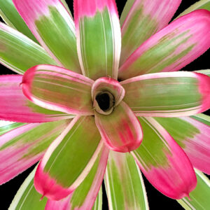 6″ Key Largo (P.)