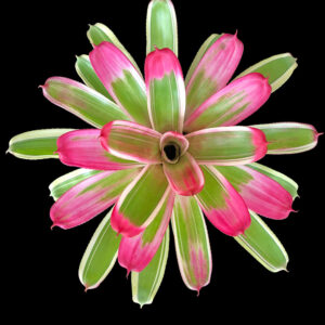 6″ Key Largo (P.)