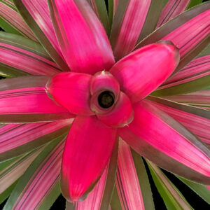 6″ Magnifica (P.)