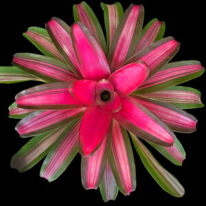 6″ Magnifica (P.)