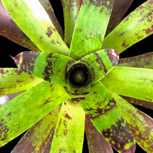 6″ Mojito