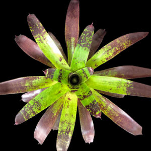 6″ Mojito