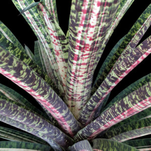 6″ Ocean Mist