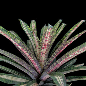 6″ Ocean Mist