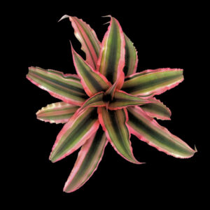 4″ Pink Starlite