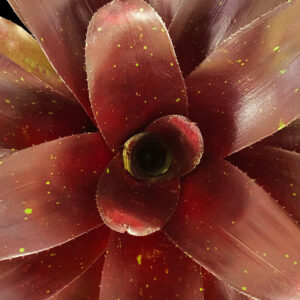 6″ Royal Burgundy