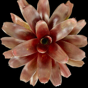 6″ Royal Burgundy