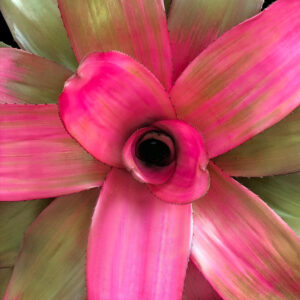 6″ Seduction (P.)