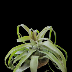 BR Streptophylla
