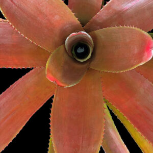 8″ Susanna