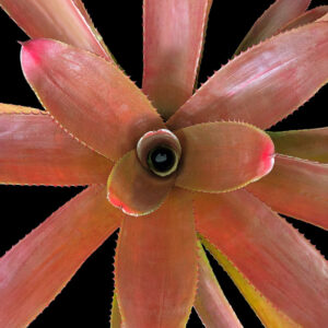 8″ Susanna