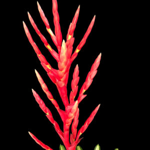 9″ Volcano