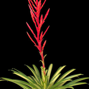 9″ Volcano