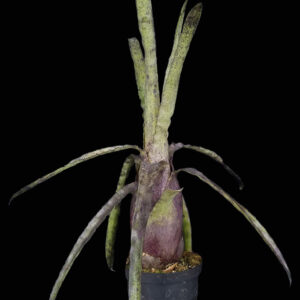 6″ Pennae