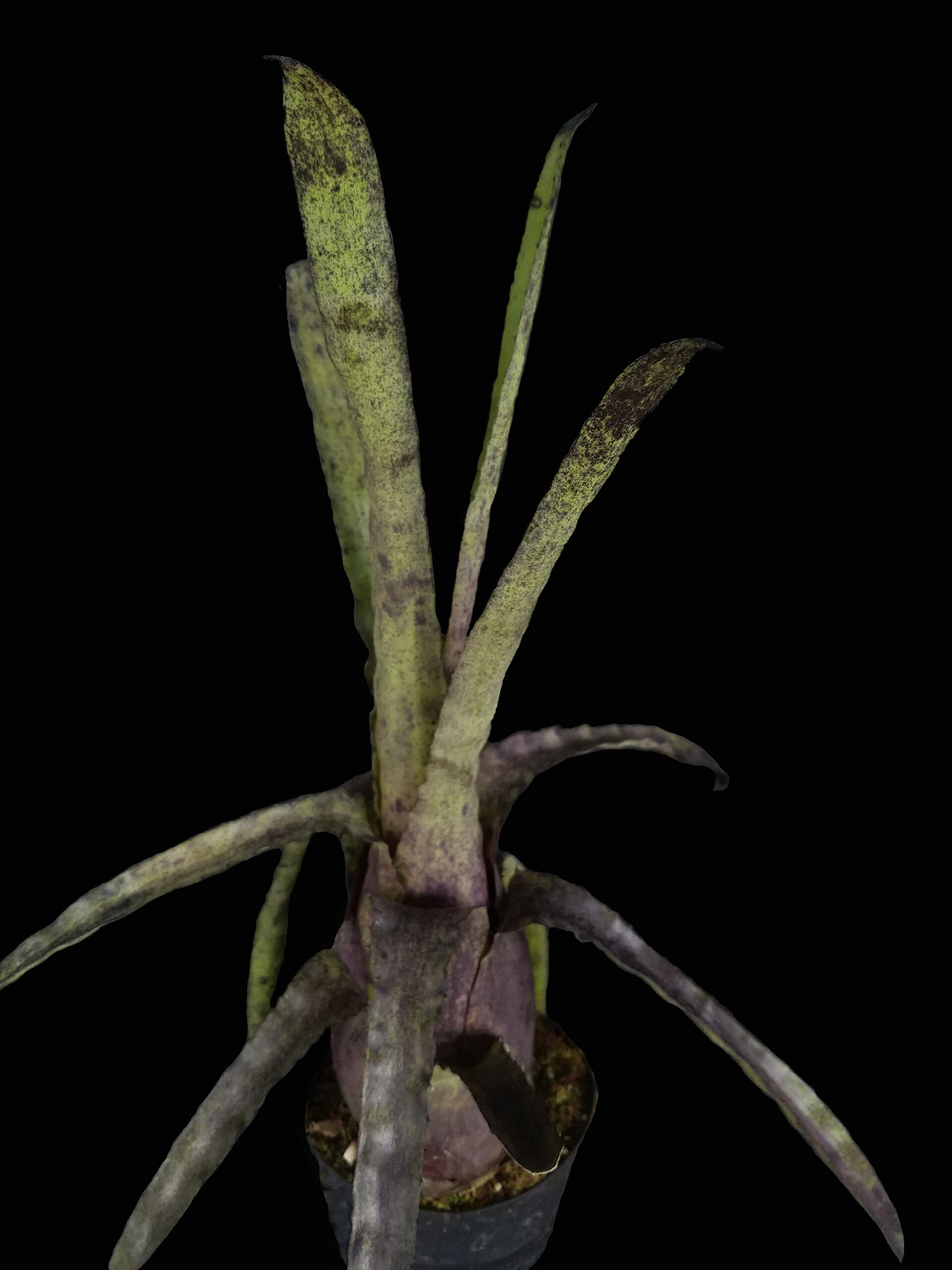 6″ Pennae