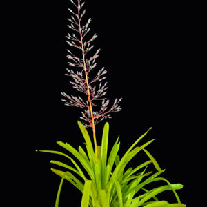 9″ Petropolitana